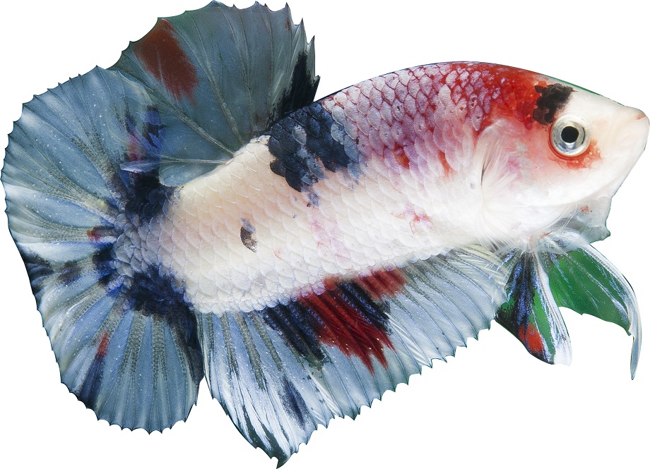 betta fish 2019